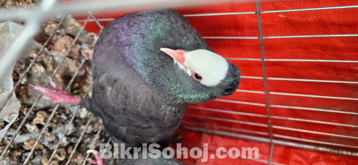 Khaki Gola Kosha Pure Breeding pair
